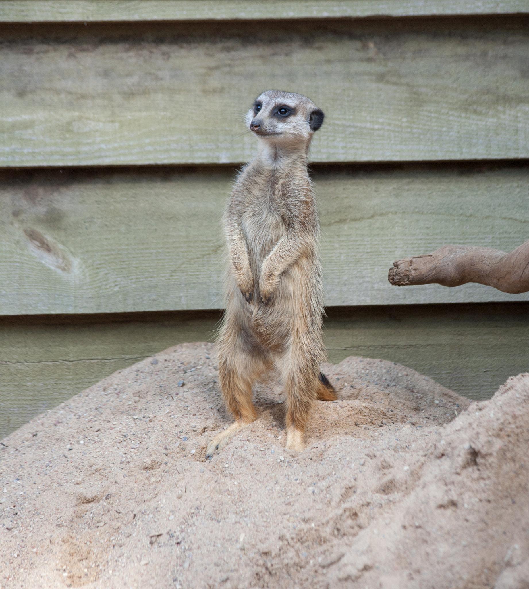 Canon EF 70-300mm F4-5.6 IS USM sample photo. Suriat (suricata suricatta) photography