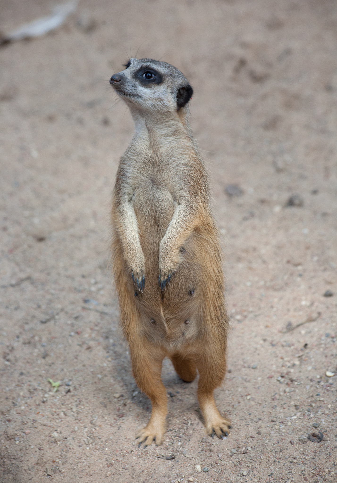 Canon EF 70-300mm F4-5.6 IS USM sample photo. Suriat (suricata suricatta) photography