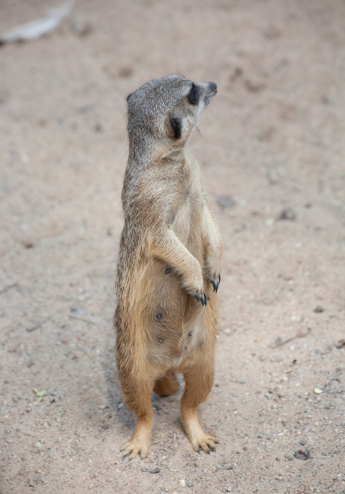 Canon EF 70-300mm F4-5.6 IS USM sample photo. Suriat (suricata suricatta) photography