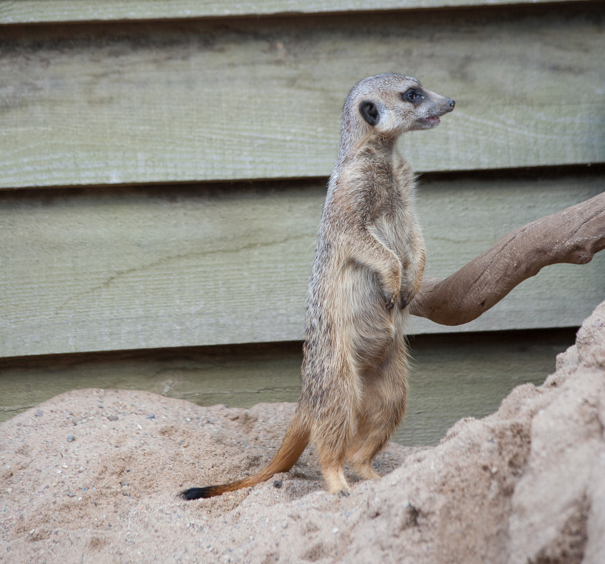 Canon EF 70-300mm F4-5.6 IS USM sample photo. Suriat (suricata suricatta) photography