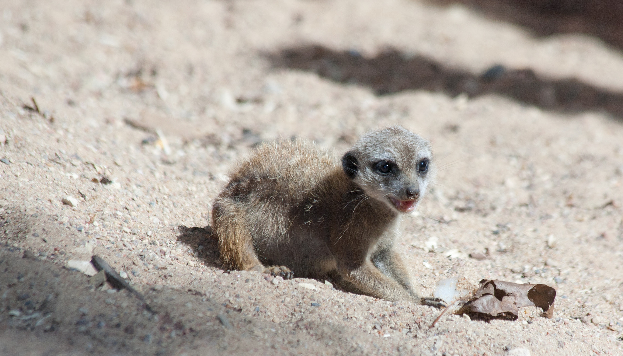 Canon EF 70-300mm F4-5.6 IS USM sample photo. Suriat (suricata suricatta) photography