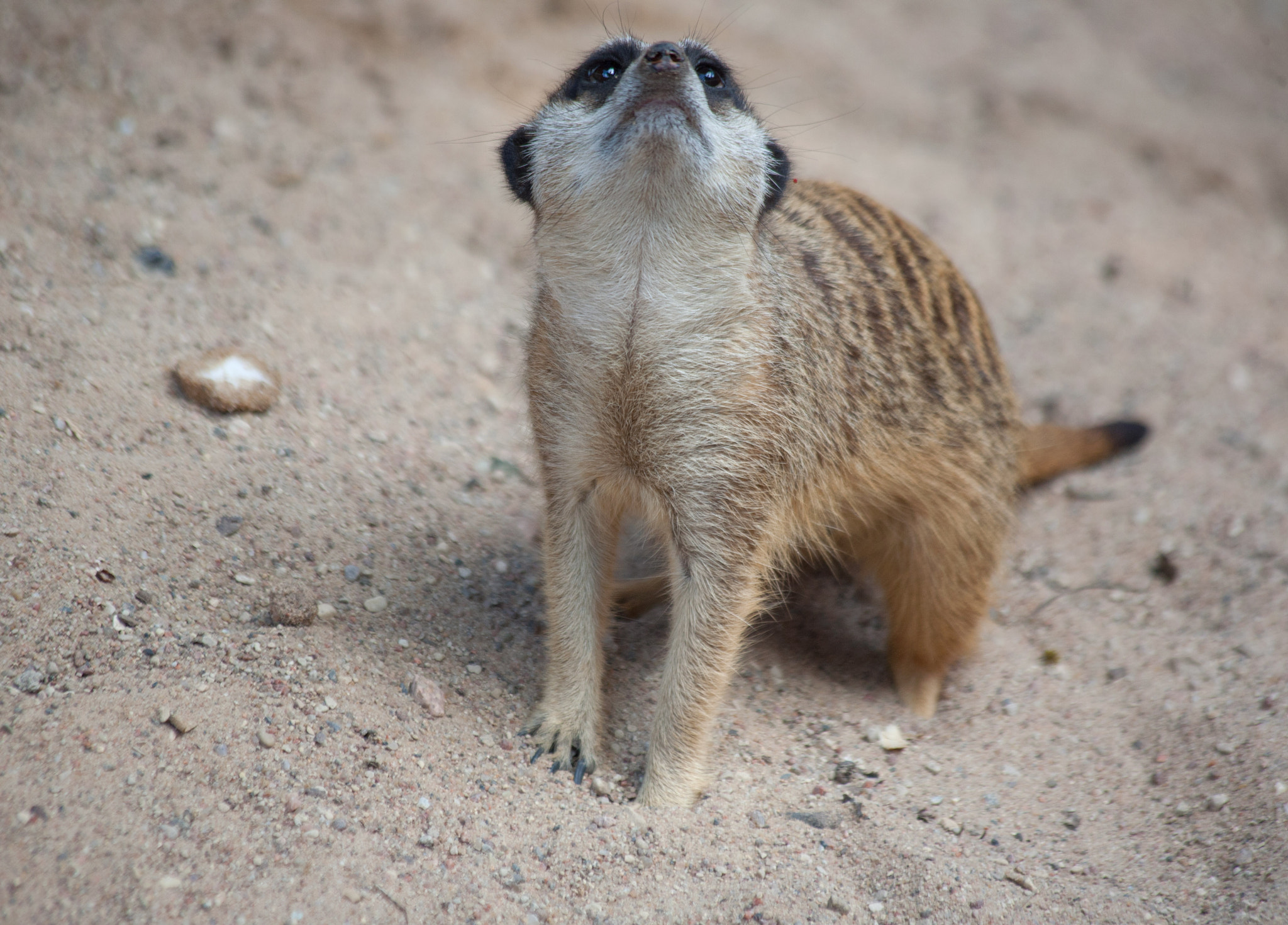 Canon EF 70-300mm F4-5.6 IS USM sample photo. Suriat (suricata suricatta) photography