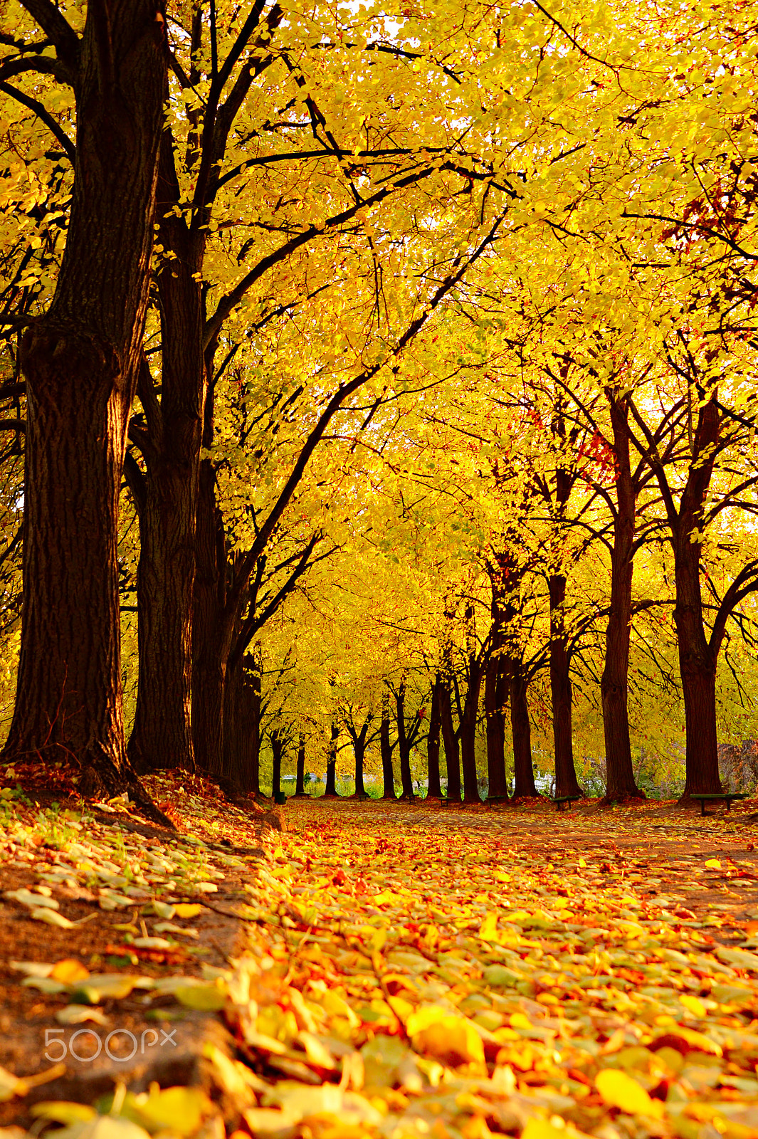 Nikon Df sample photo. Autumnal kiev botanical garden photography