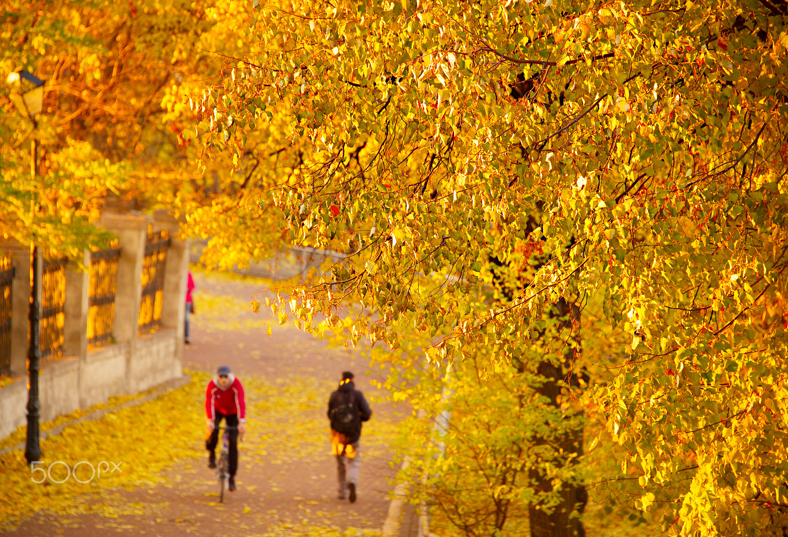 Nikon Df sample photo. Sport activity in autumn park photography