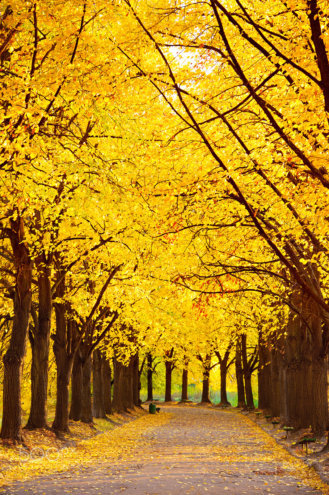 Nikon Df sample photo. Beautiful autumn trees photography