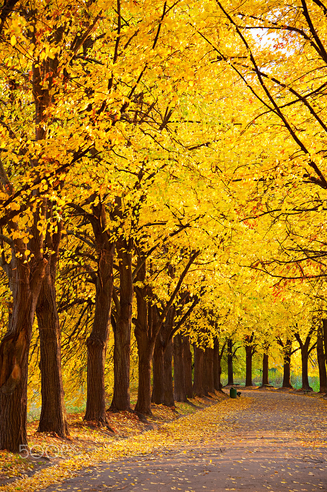Nikon Df sample photo. Autumnal linden alley photography
