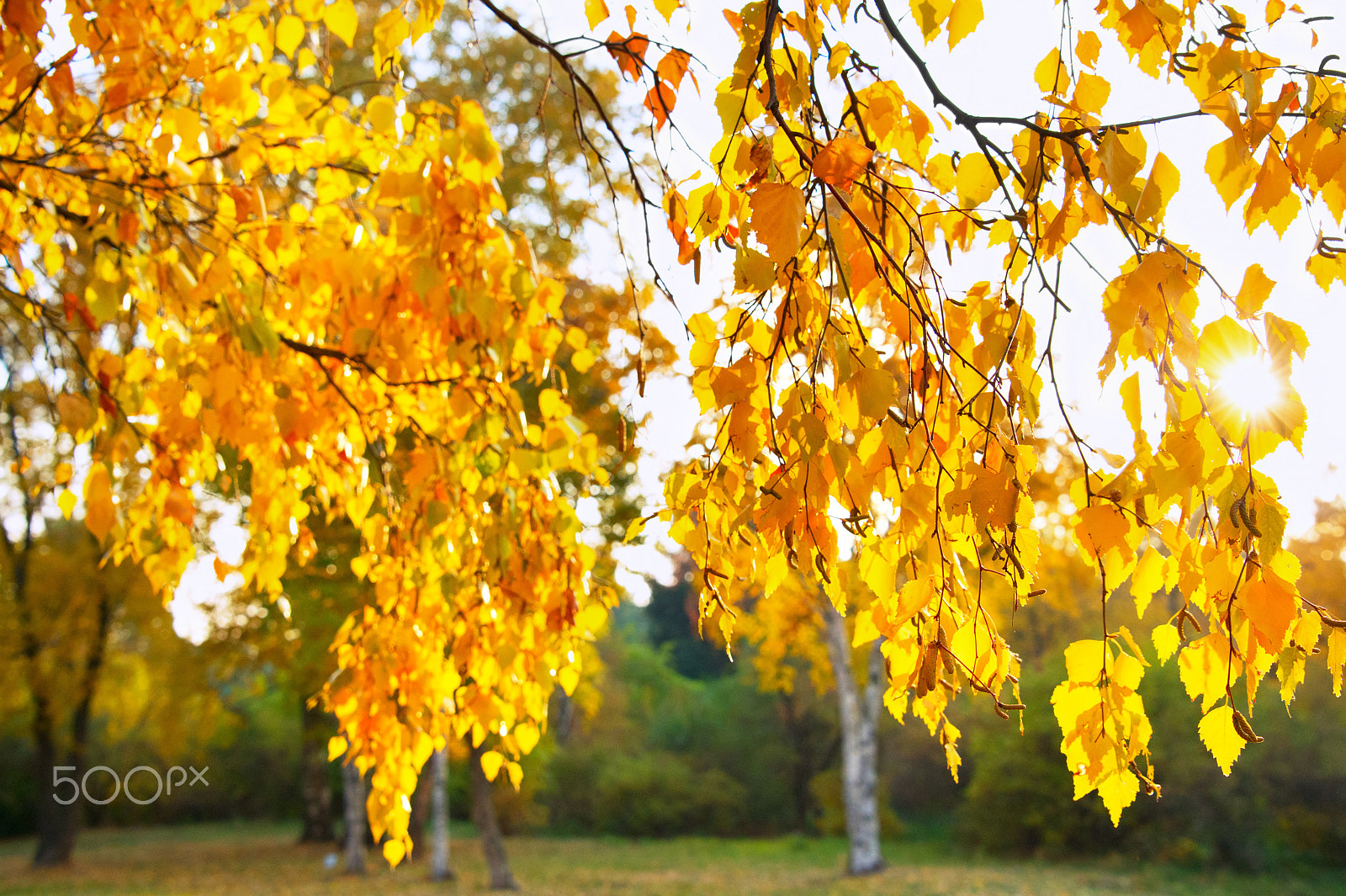 Nikon Df sample photo. Birch tree leaves at sunset photography