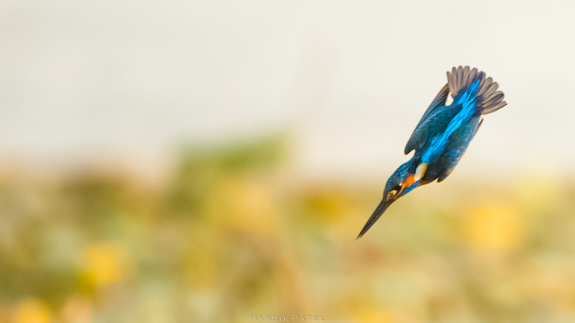 Nikon D4S sample photo. Common kingfisher photography