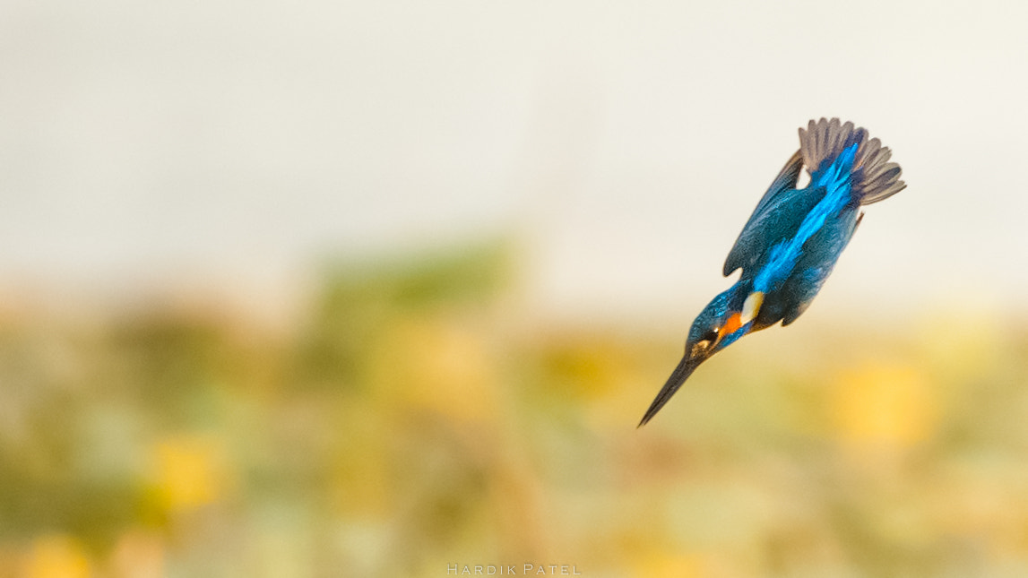 Nikon D4S + Tamron SP 150-600mm F5-6.3 Di VC USD sample photo. Common kingfisher photography