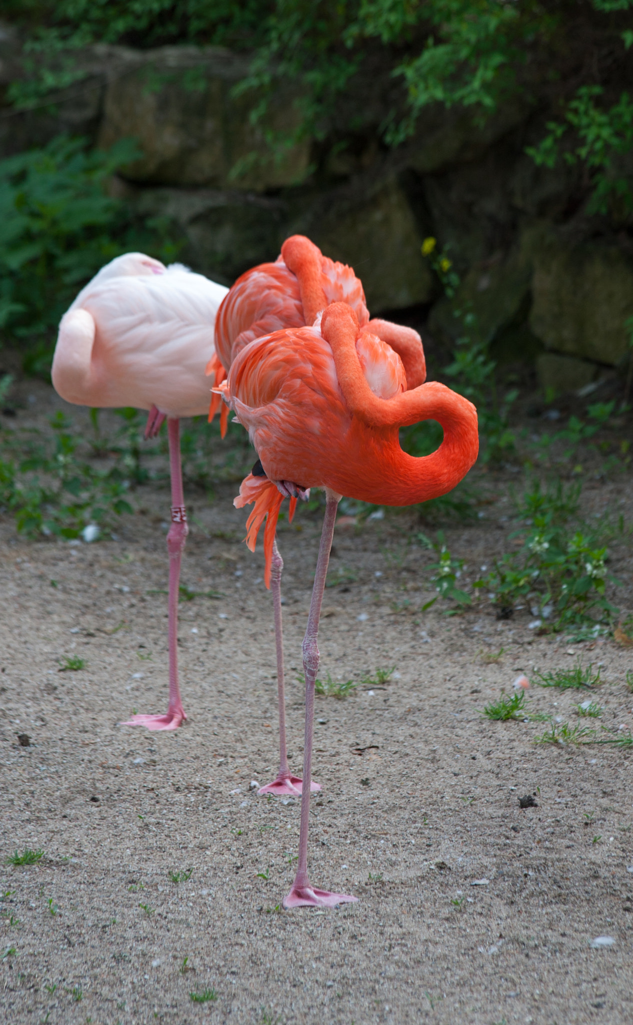 Canon EF 70-300mm F4-5.6 IS USM sample photo. Flamingo photography