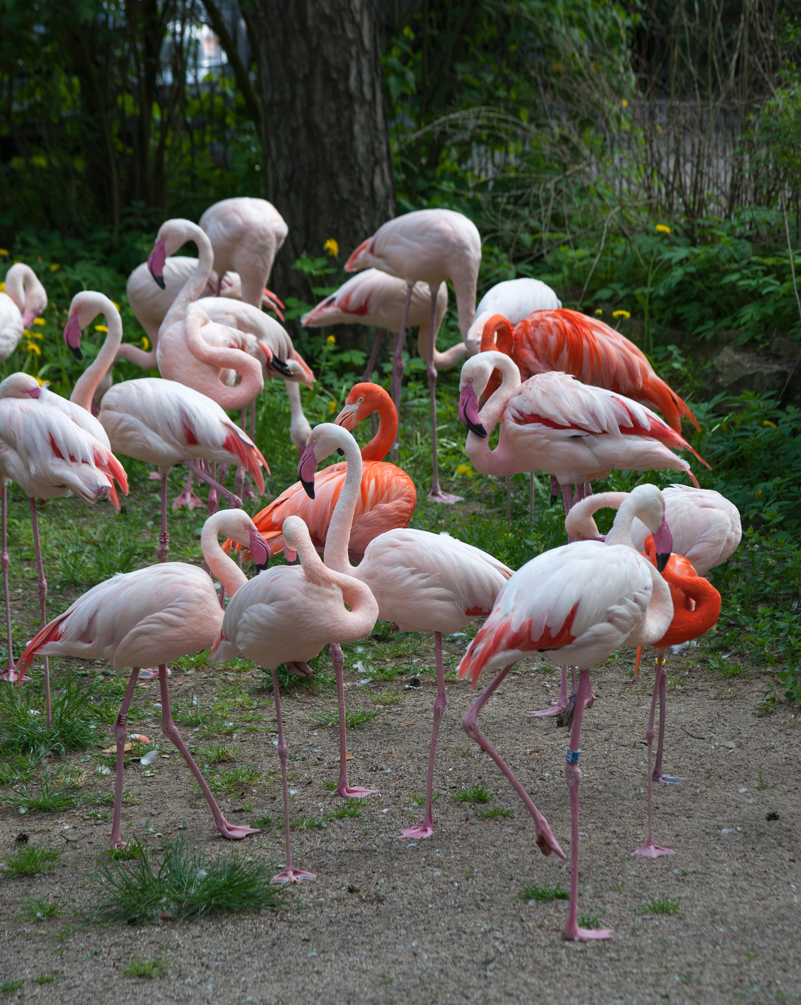 Canon EOS 5D + Canon EF 70-300mm F4-5.6 IS USM sample photo. Flamingo photography