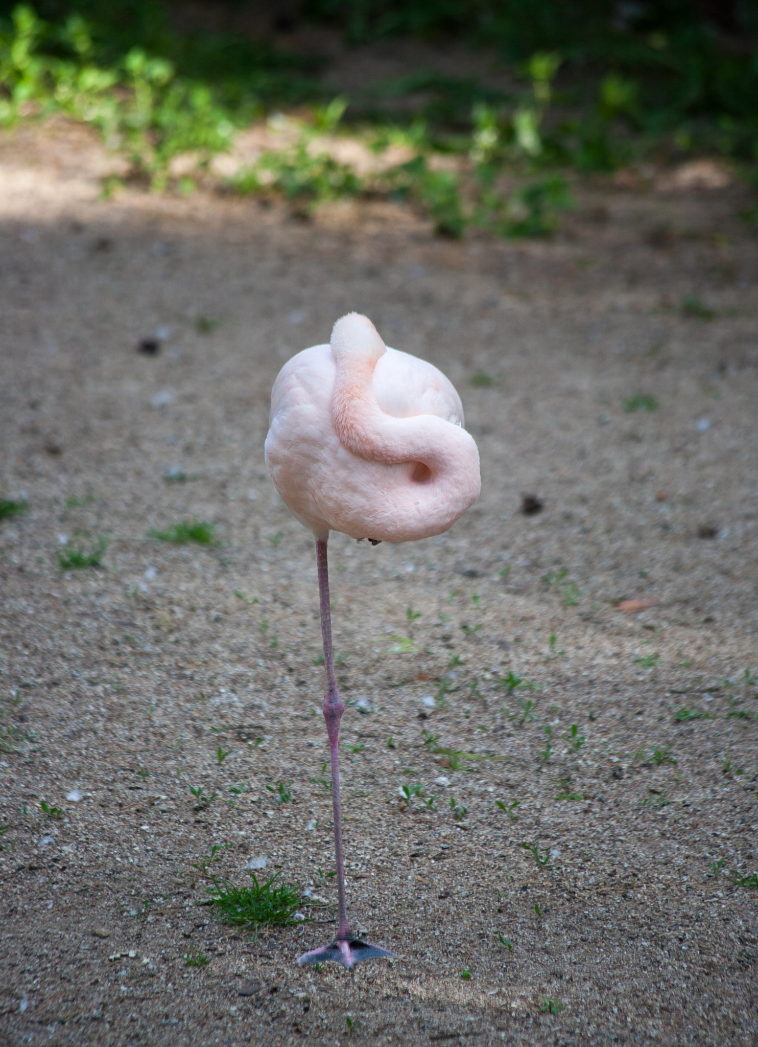 Canon EF 70-300mm F4-5.6 IS USM sample photo. Flamingo photography