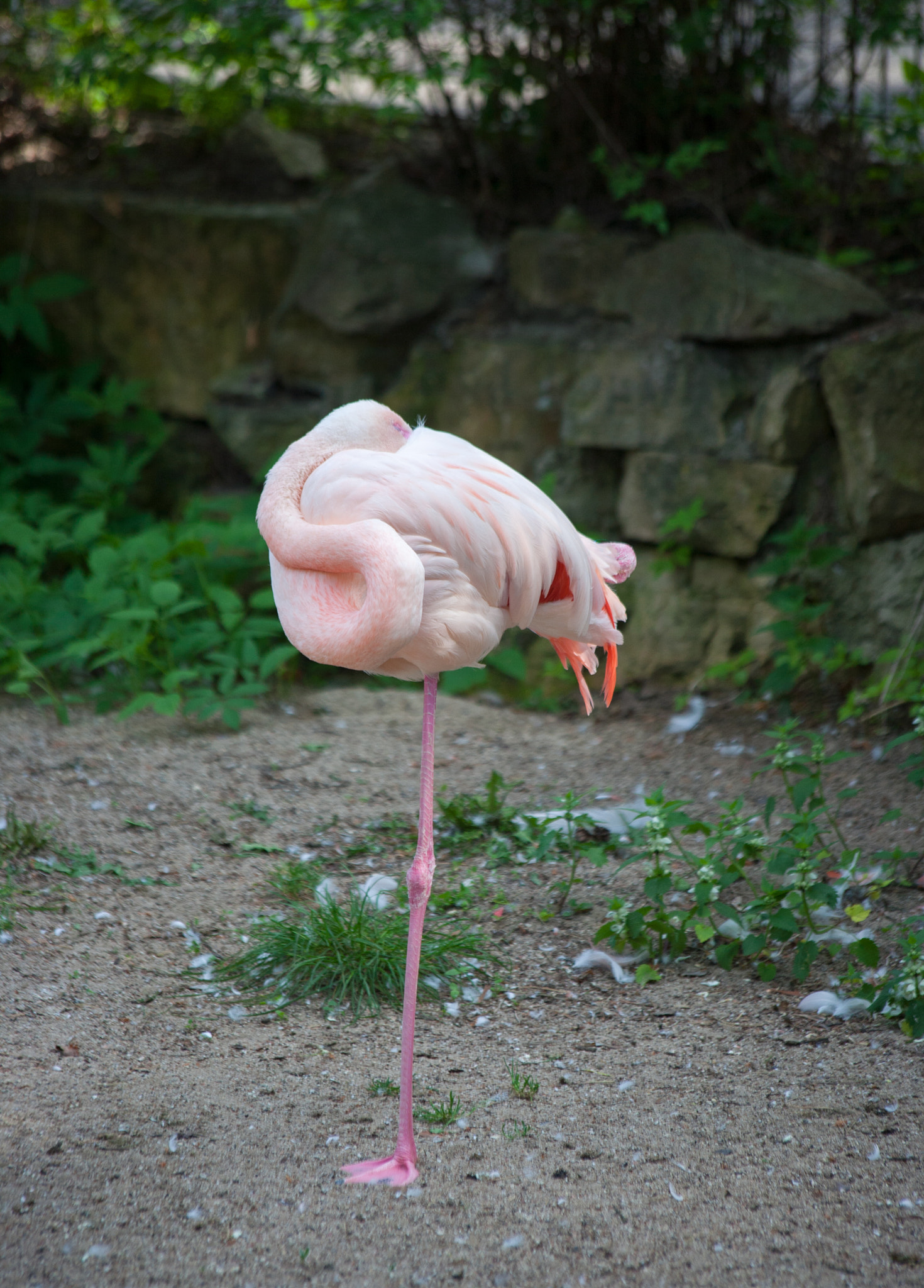 Canon EOS 5D + Canon EF 70-300mm F4-5.6 IS USM sample photo. Flamingo photography