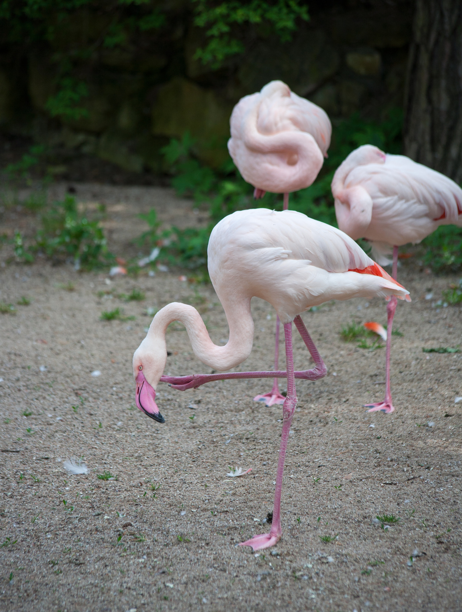 Canon EF 70-300mm F4-5.6 IS USM sample photo. Flamingo photography