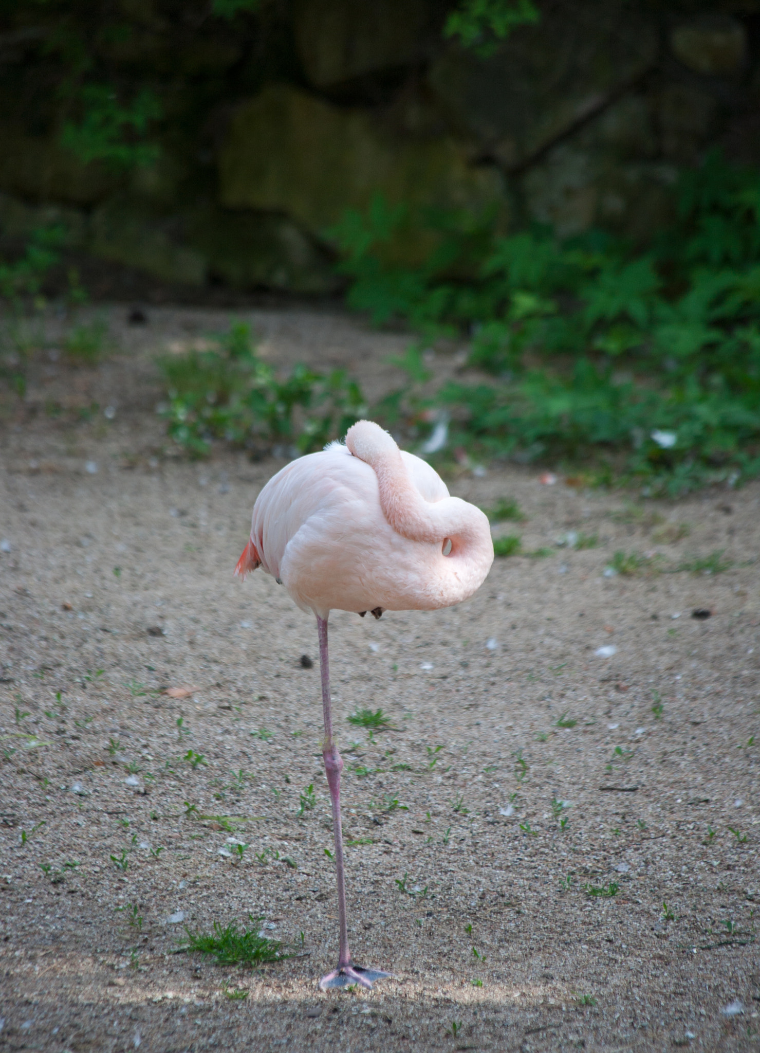 Canon EF 70-300mm F4-5.6 IS USM sample photo. Flamingo photography