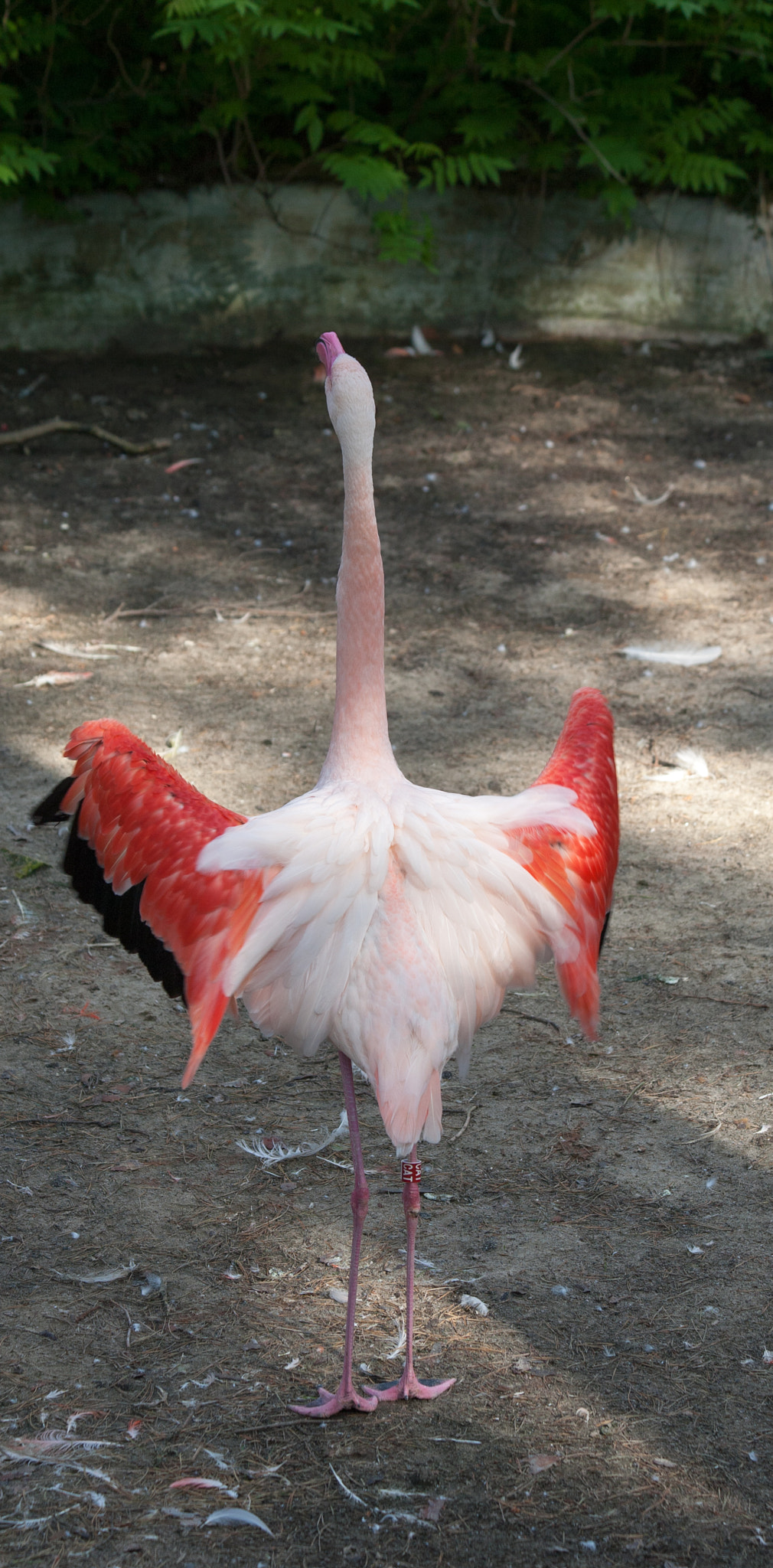 Canon EF 70-300mm F4-5.6 IS USM sample photo. Flamingo photography