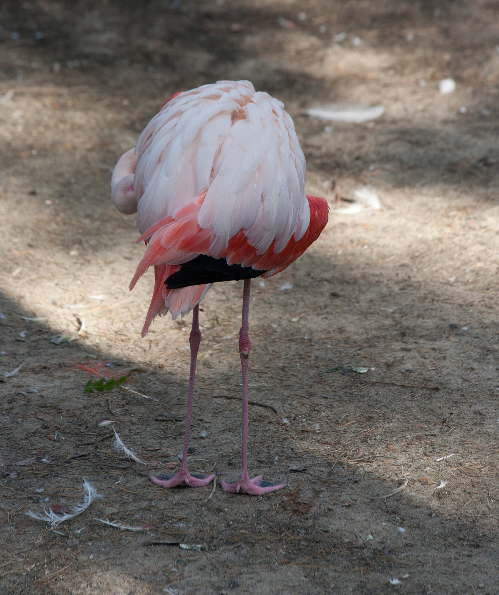 Canon EF 70-300mm F4-5.6 IS USM sample photo. Flamingo photography