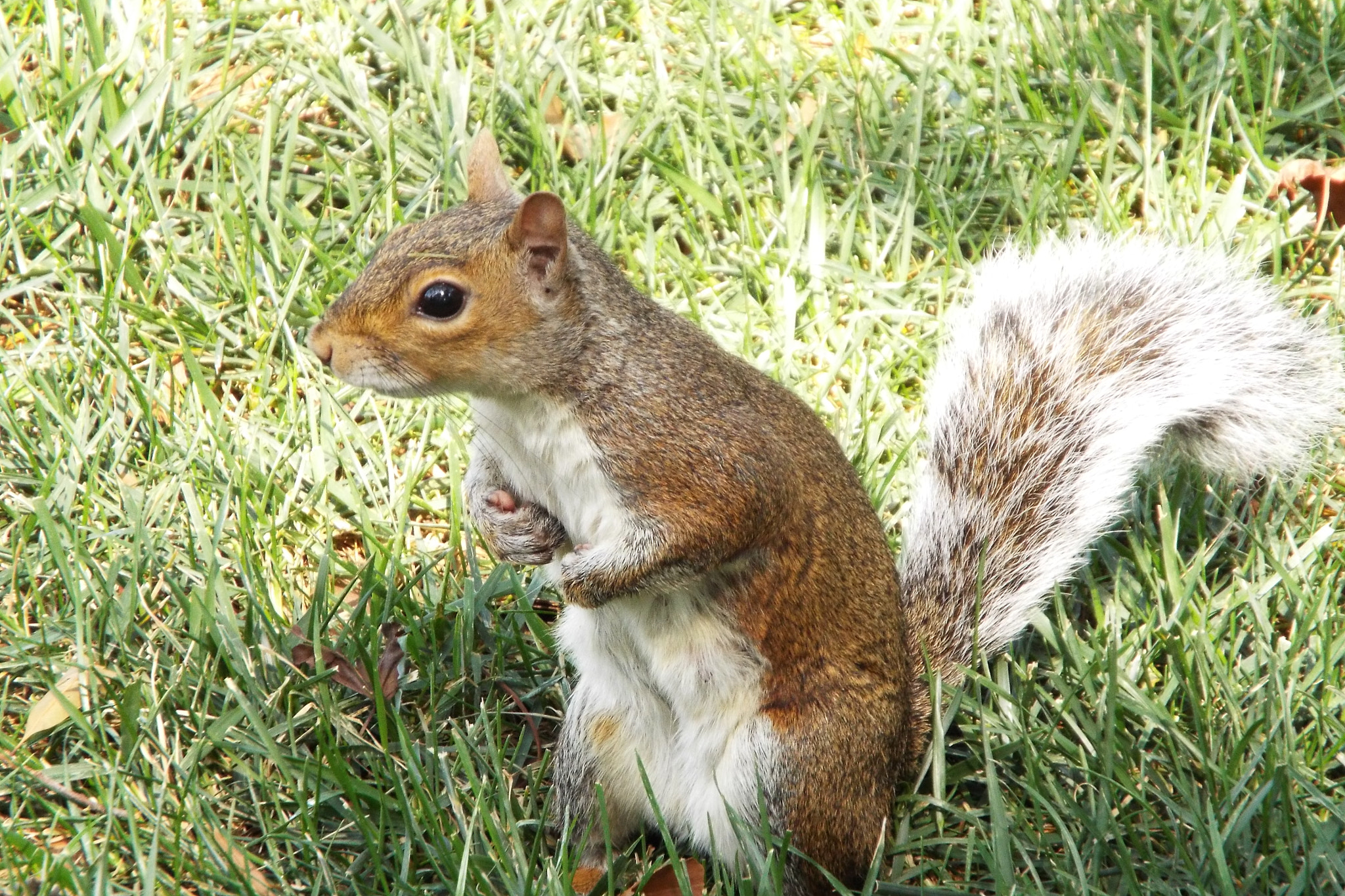 Fujifilm FinePix S9400W sample photo. Ny squirrel photography