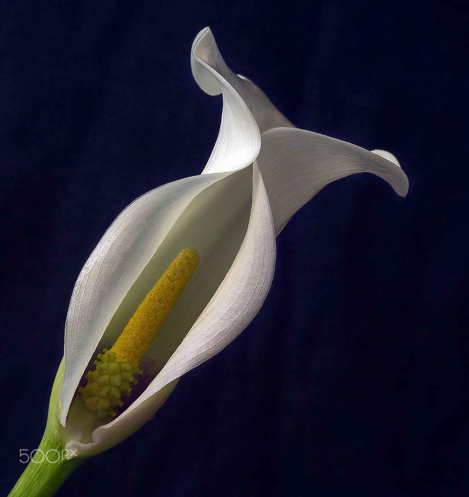 Sony DT 30mm F2.8 Macro SAM sample photo. *** photography