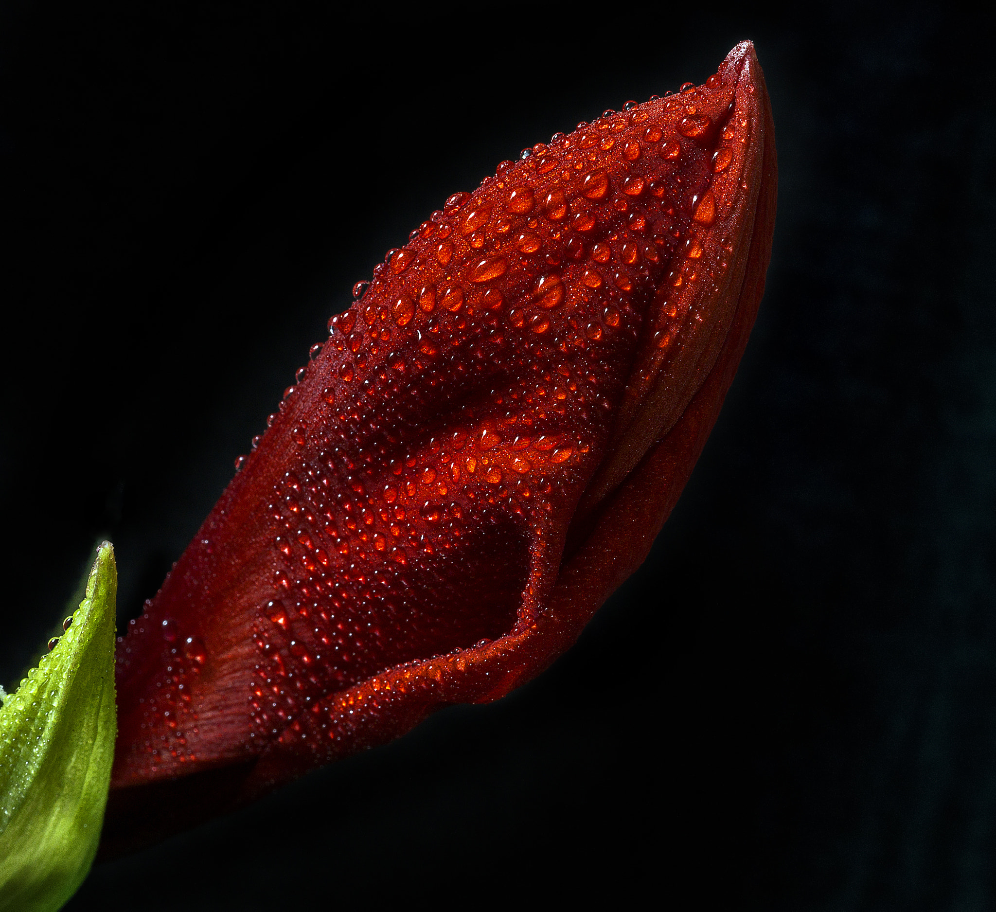 Sony SLT-A58 + Sony DT 30mm F2.8 Macro SAM sample photo. Red bloom photography