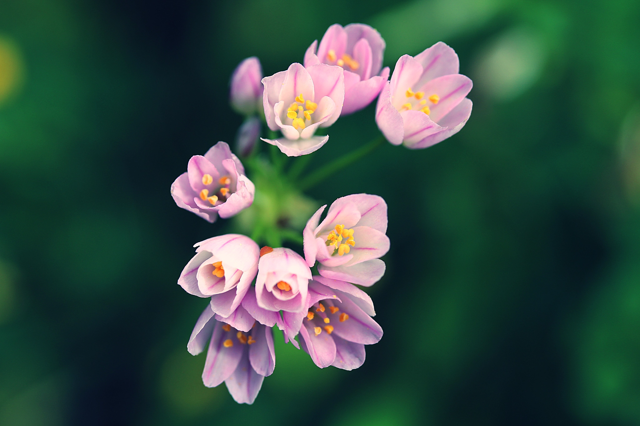 Canon EF-S 60mm F2.8 Macro USM sample photo. A sweet scent photography