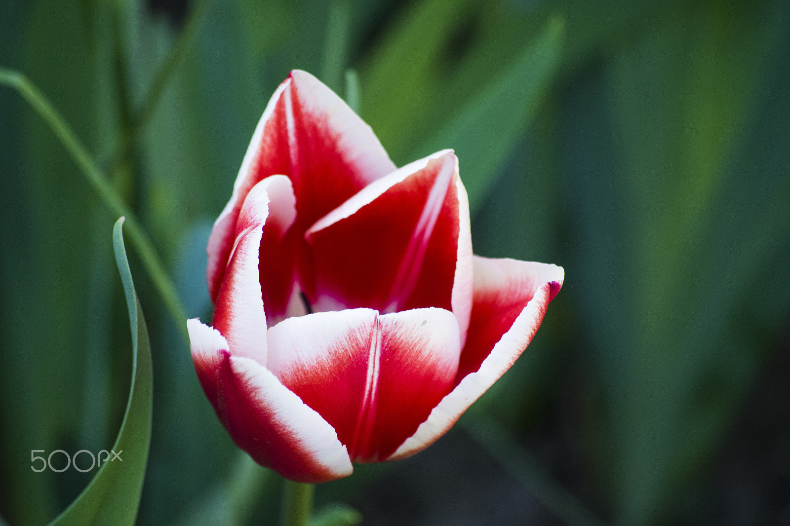 smc PENTAX-DA L 50-200mm F4-5.6 ED sample photo. Flower photography