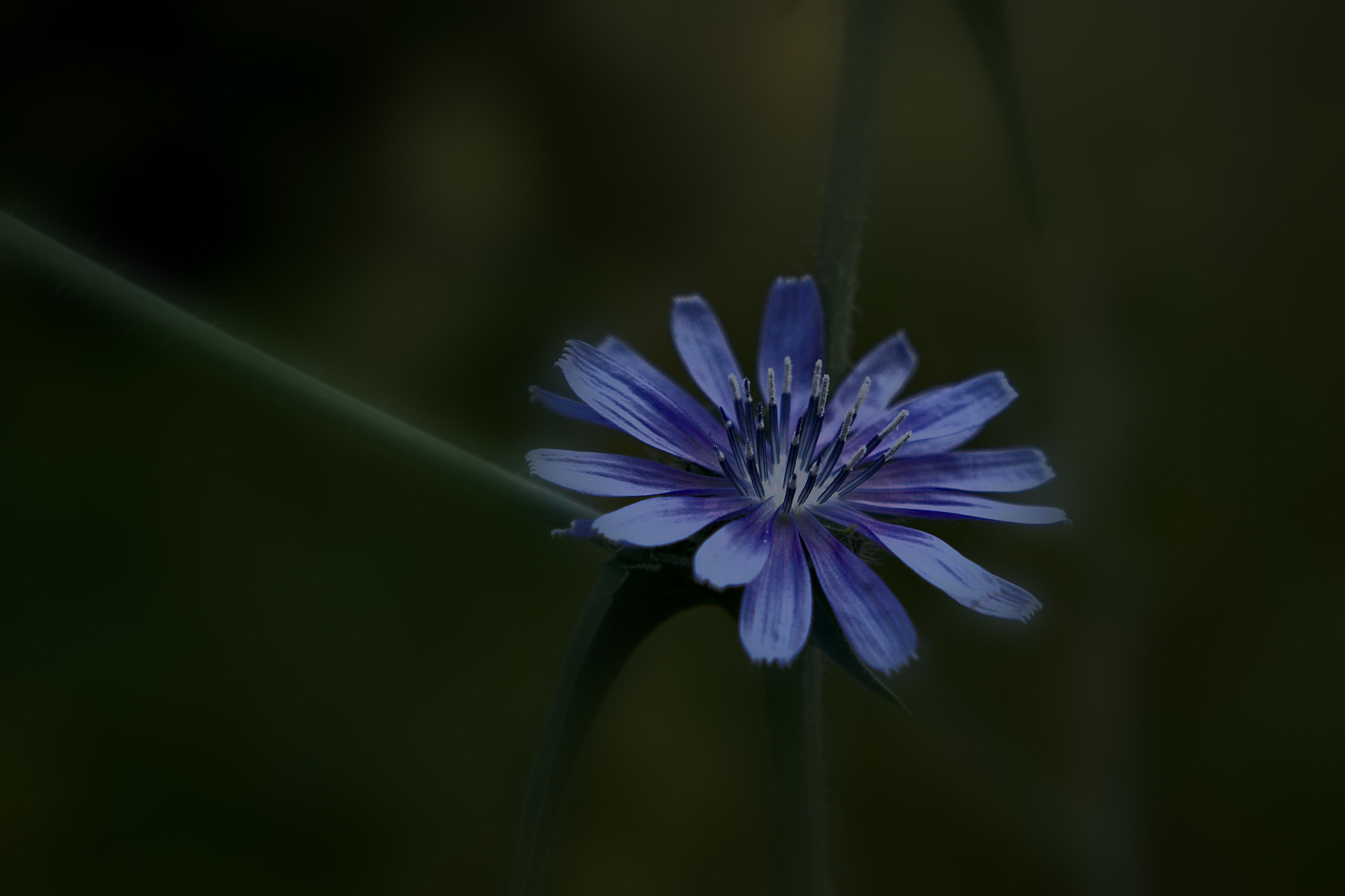 Sony FE 28-70mm F3.5-5.6 OSS sample photo. Flower #015404312 photography