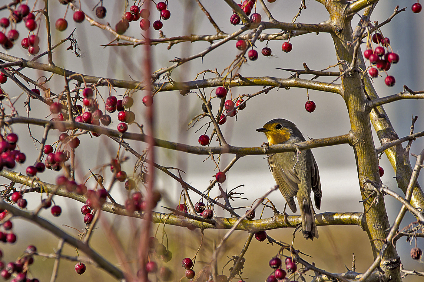 Sigma 150-600mm F5-6.3 DG OS HSM | C sample photo. Jail? photography