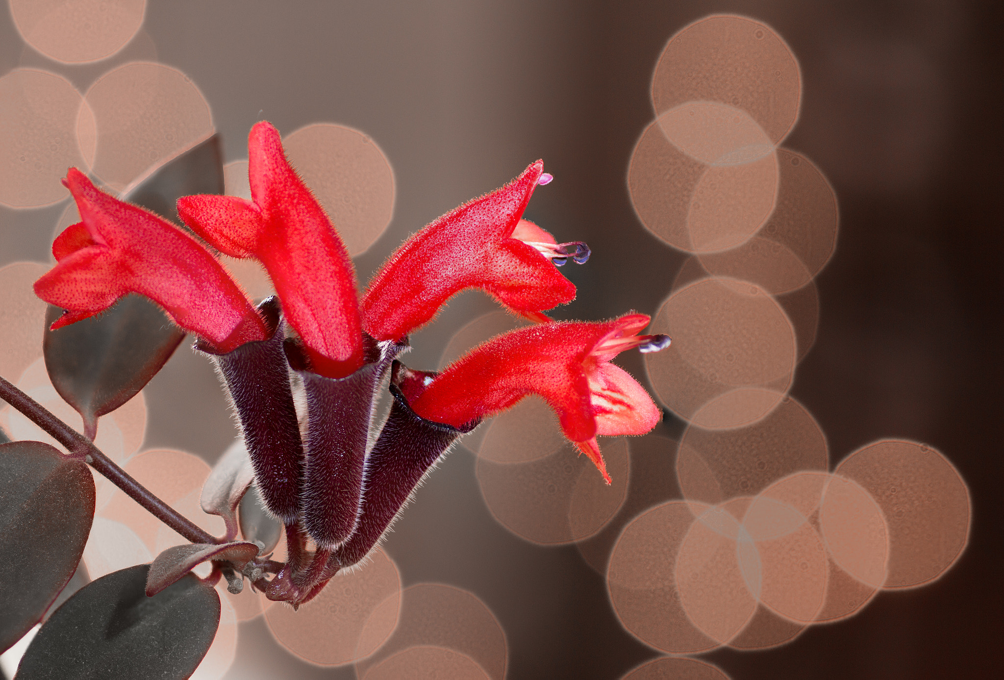 Tamron SP AF 90mm F2.8 Di Macro sample photo. Red beauties photography