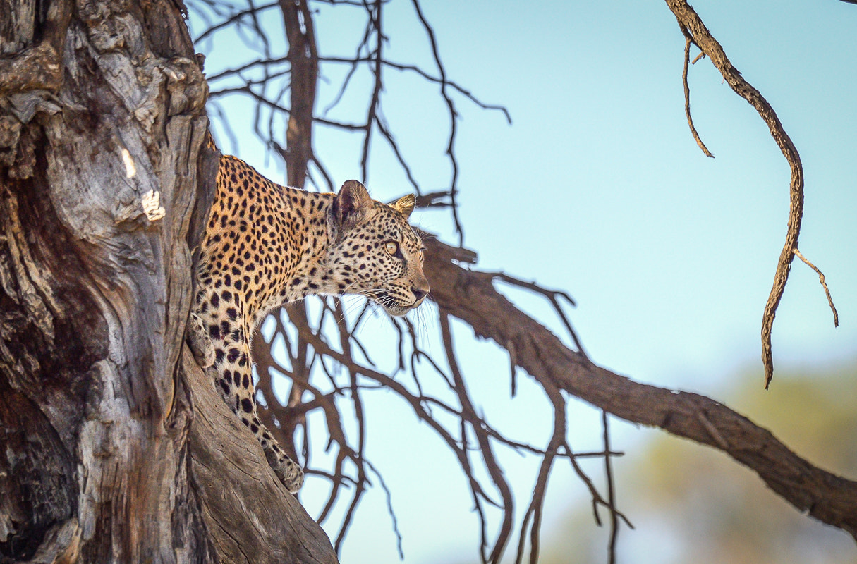 Nikon D4S + Nikon AF-S Nikkor 500mm F4G ED VR sample photo. Kalahari leopard ( female ) 2016 photography