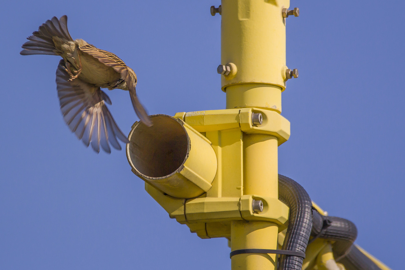 Sigma 150-600mm F5-6.3 DG OS HSM | C sample photo. Llegando a casa photography