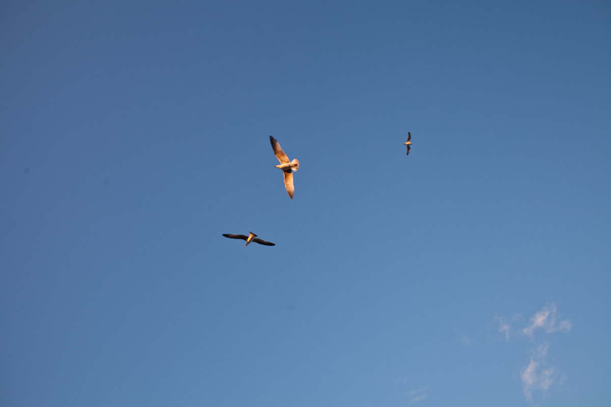 Canon EF 28mm F2.8 IS USM sample photo. Wings on fire photography