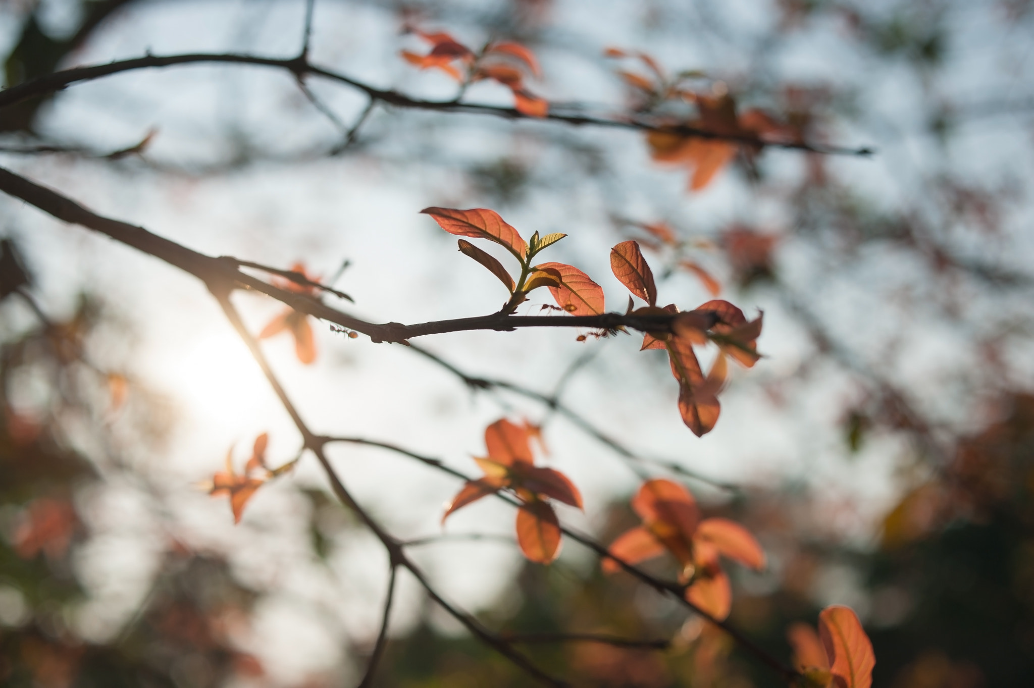 Nikon D700 + AF Nikkor 35mm f/2 sample photo. Leaves on season change in thailand photography