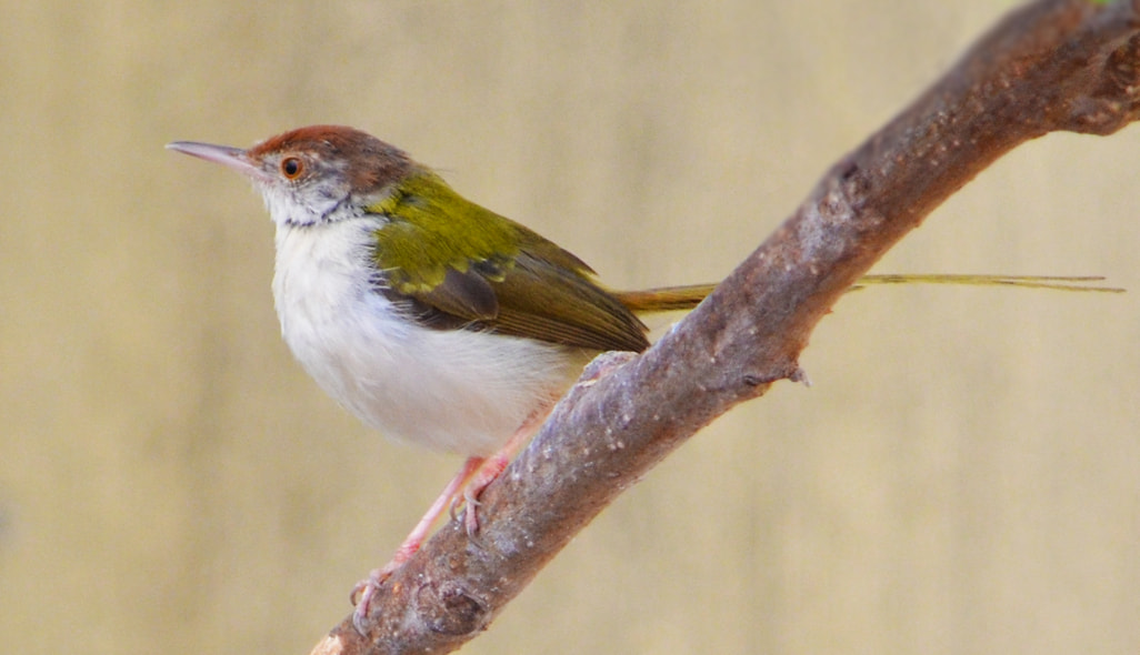 Nikon AF-S Nikkor 17-35mm F2.8D ED-IF sample photo. Tailorbird photography
