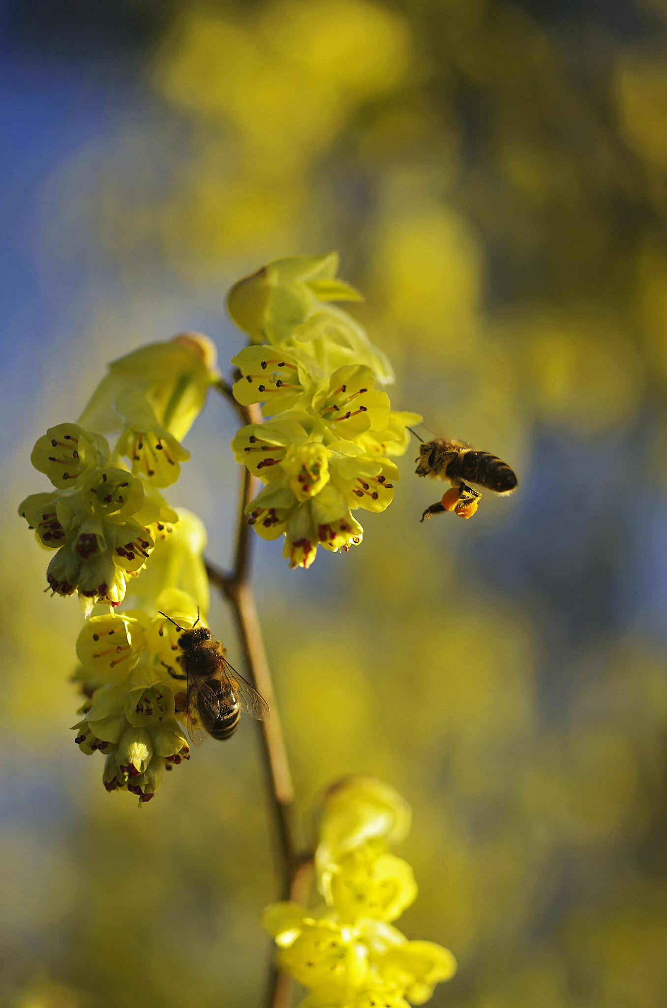 Pentax K-5 + Pentax smc D-FA 50mm F2.8 Macro sample photo. Bienen an der scheinhasel photography