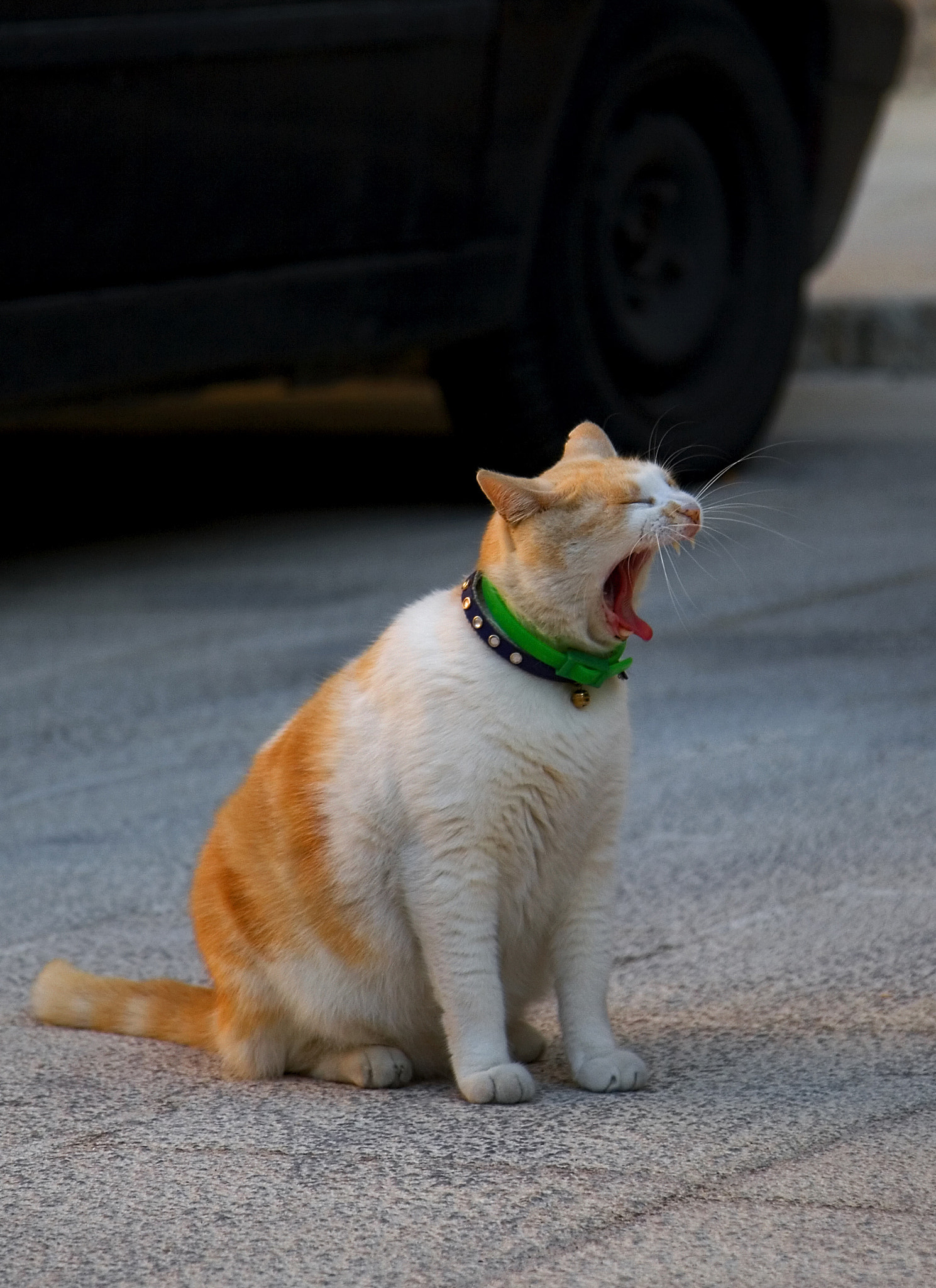 Canon EOS 30D + Canon EF 24-105mm F4L IS USM sample photo. Sleeping cat photography