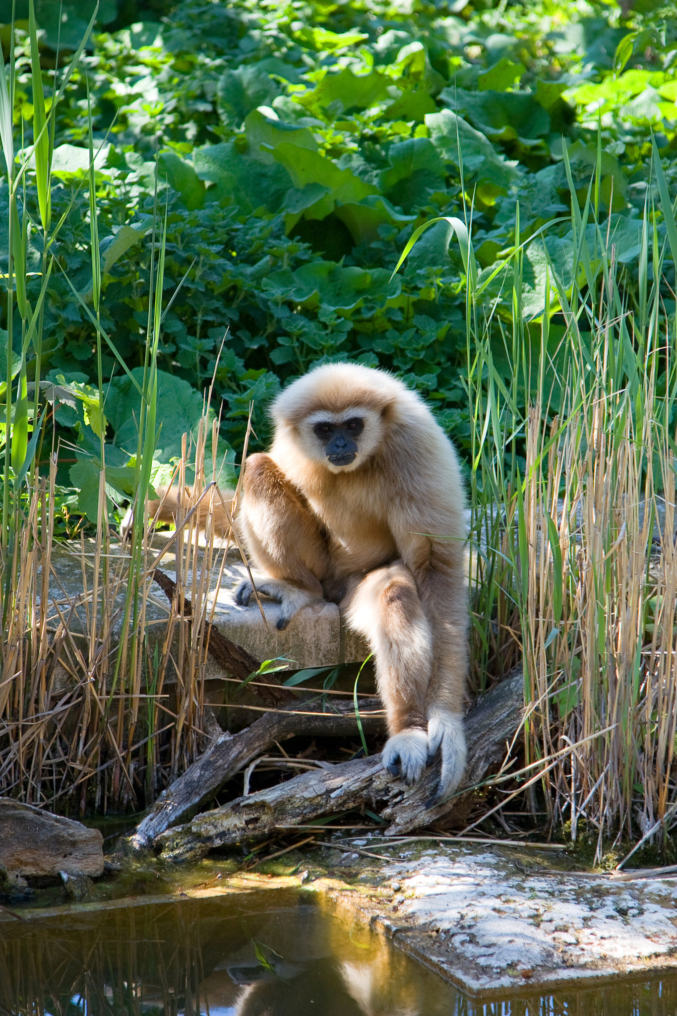 Canon EOS 30D + Canon EF 24-105mm F4L IS USM sample photo. Monkey photography