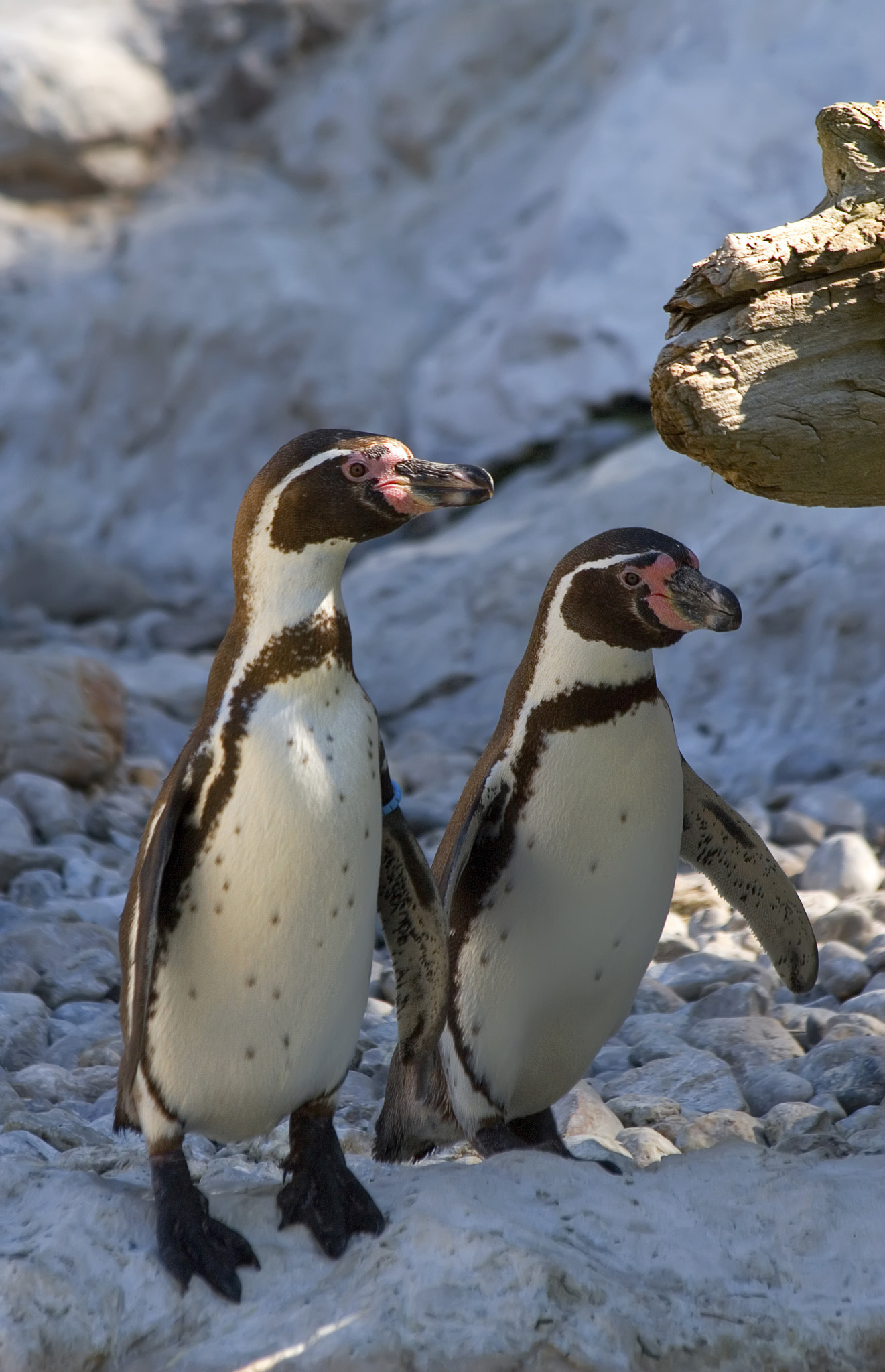 Canon EOS 30D + Canon EF 70-300mm F4-5.6 IS USM sample photo. Penguins photography