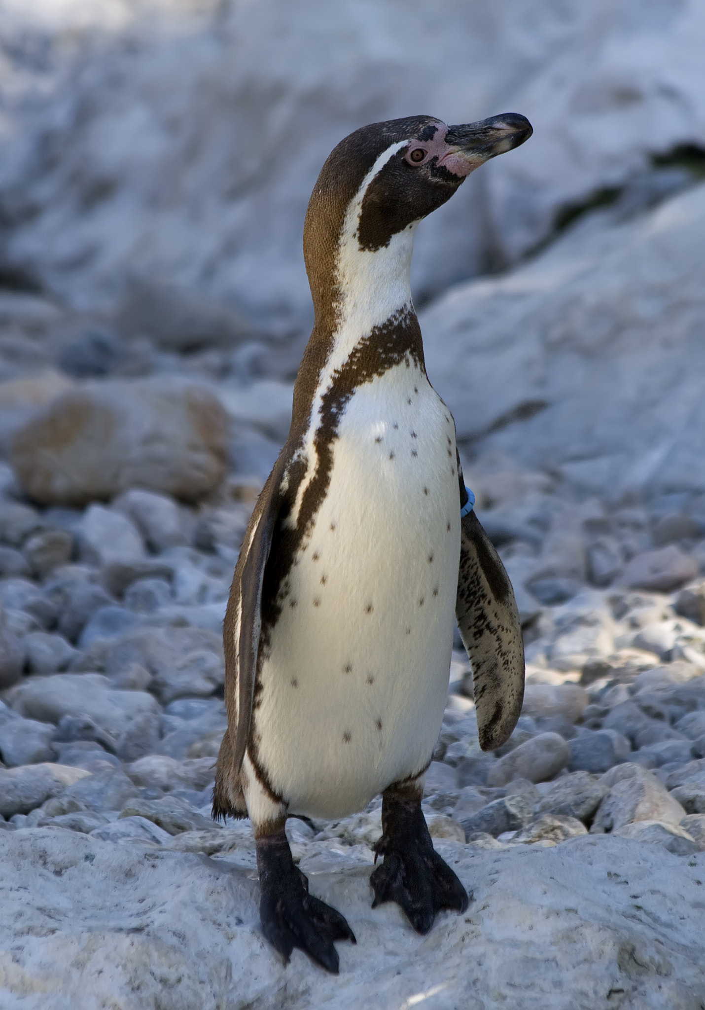 Canon EOS 30D + Canon EF 70-300mm F4-5.6 IS USM sample photo. Penguin photography