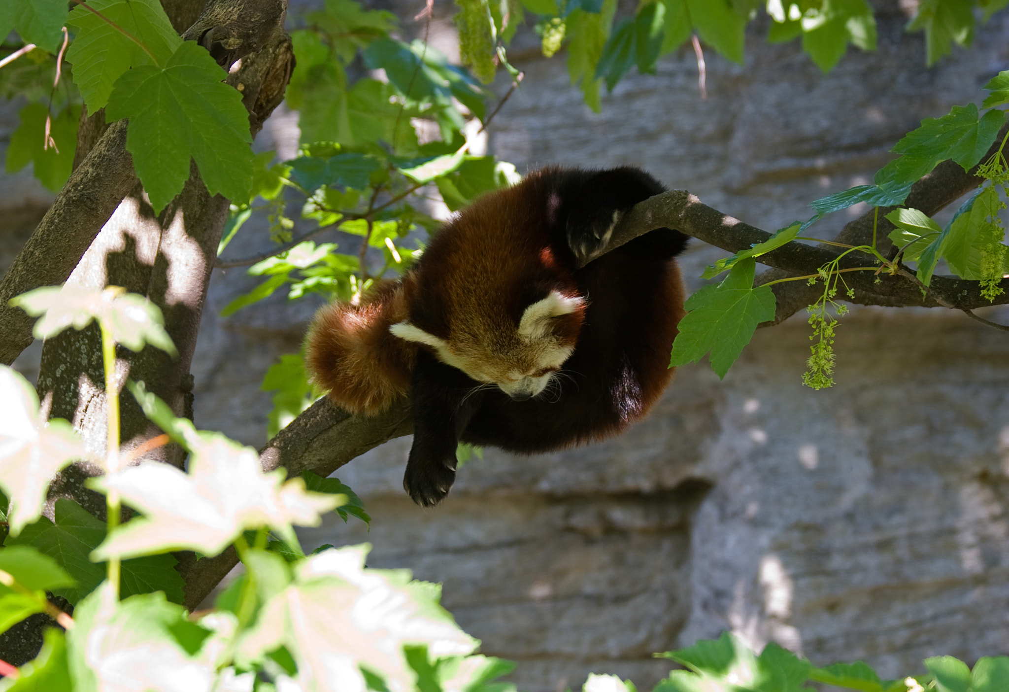 Canon EOS 30D sample photo. Monkey photography