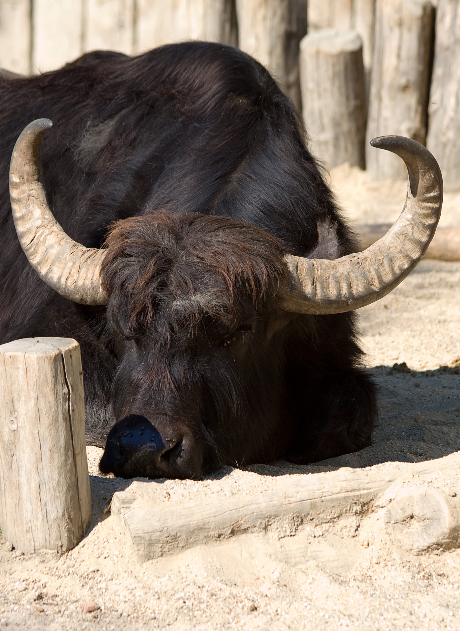 Canon EOS 30D sample photo. African buffalo photography