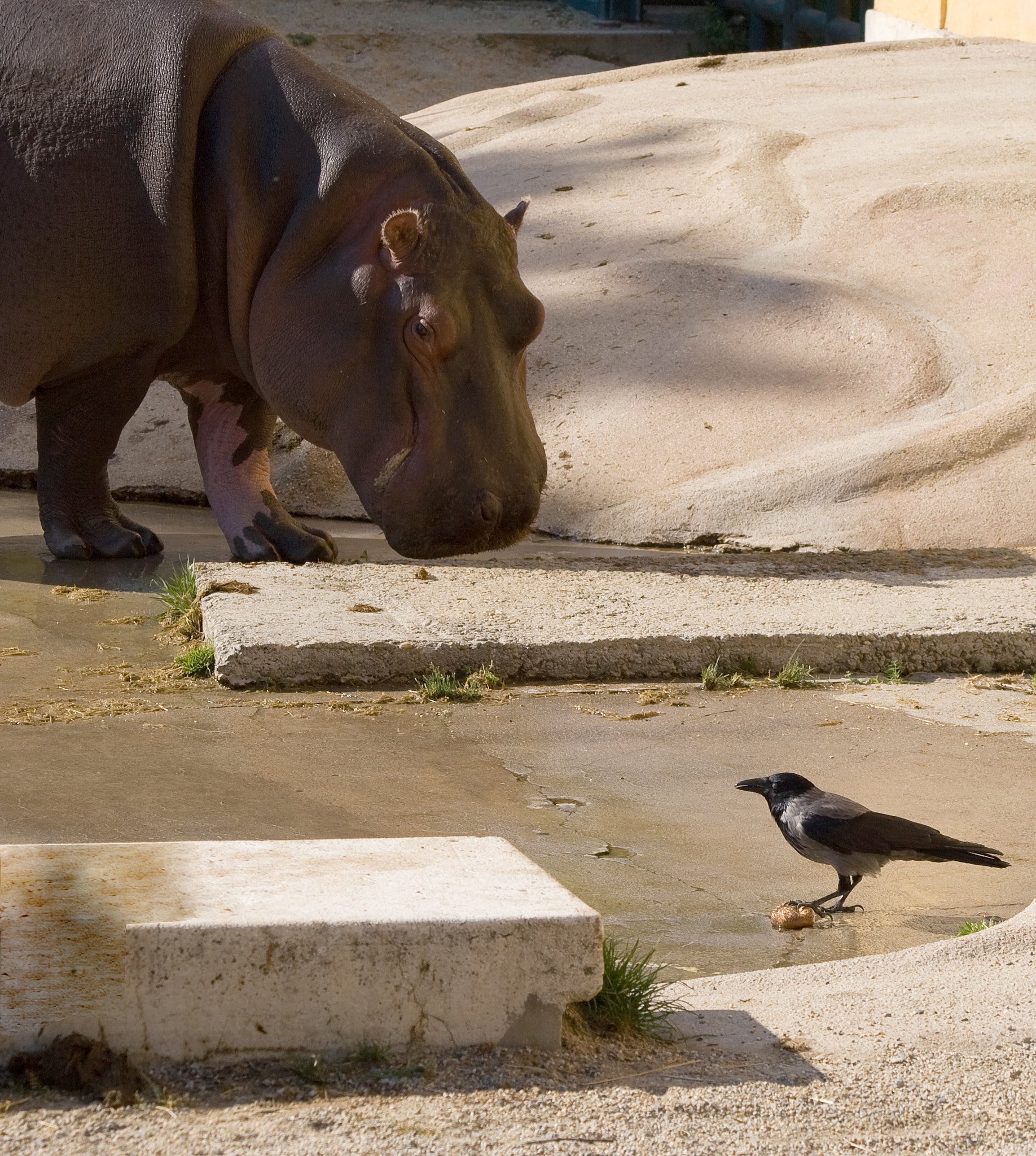 Canon EOS 30D + Canon EF 70-300mm F4-5.6 IS USM sample photo. Hippo and bird photography