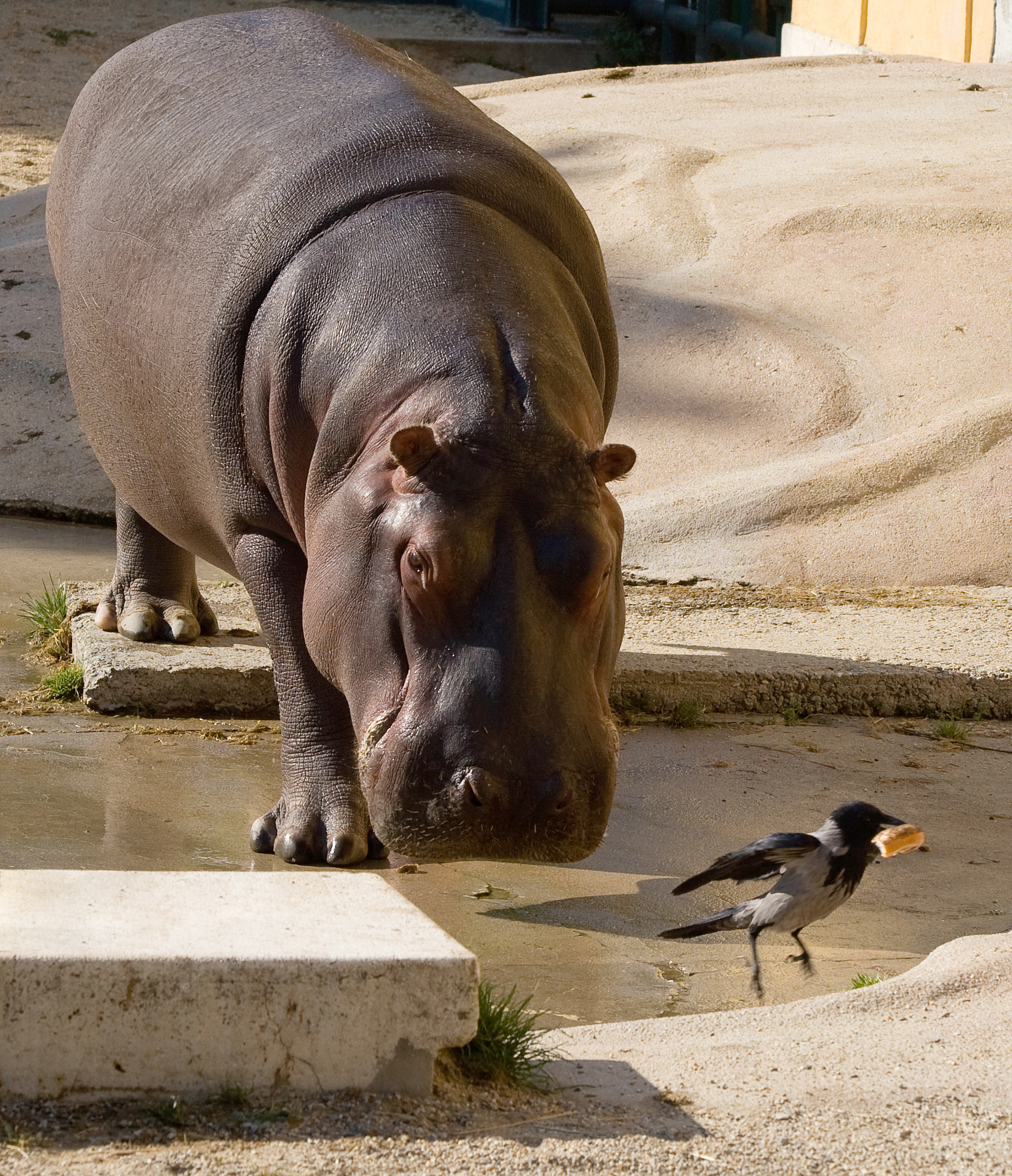 Canon EOS 30D sample photo. Hippo and bird photography