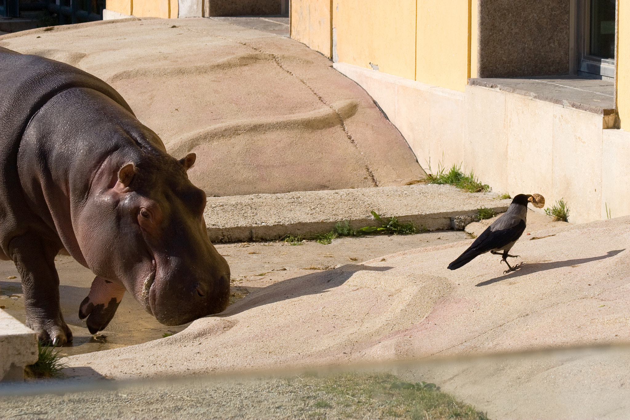 Canon EOS 30D + Canon EF 70-300mm F4-5.6 IS USM sample photo. Hippo and bird photography
