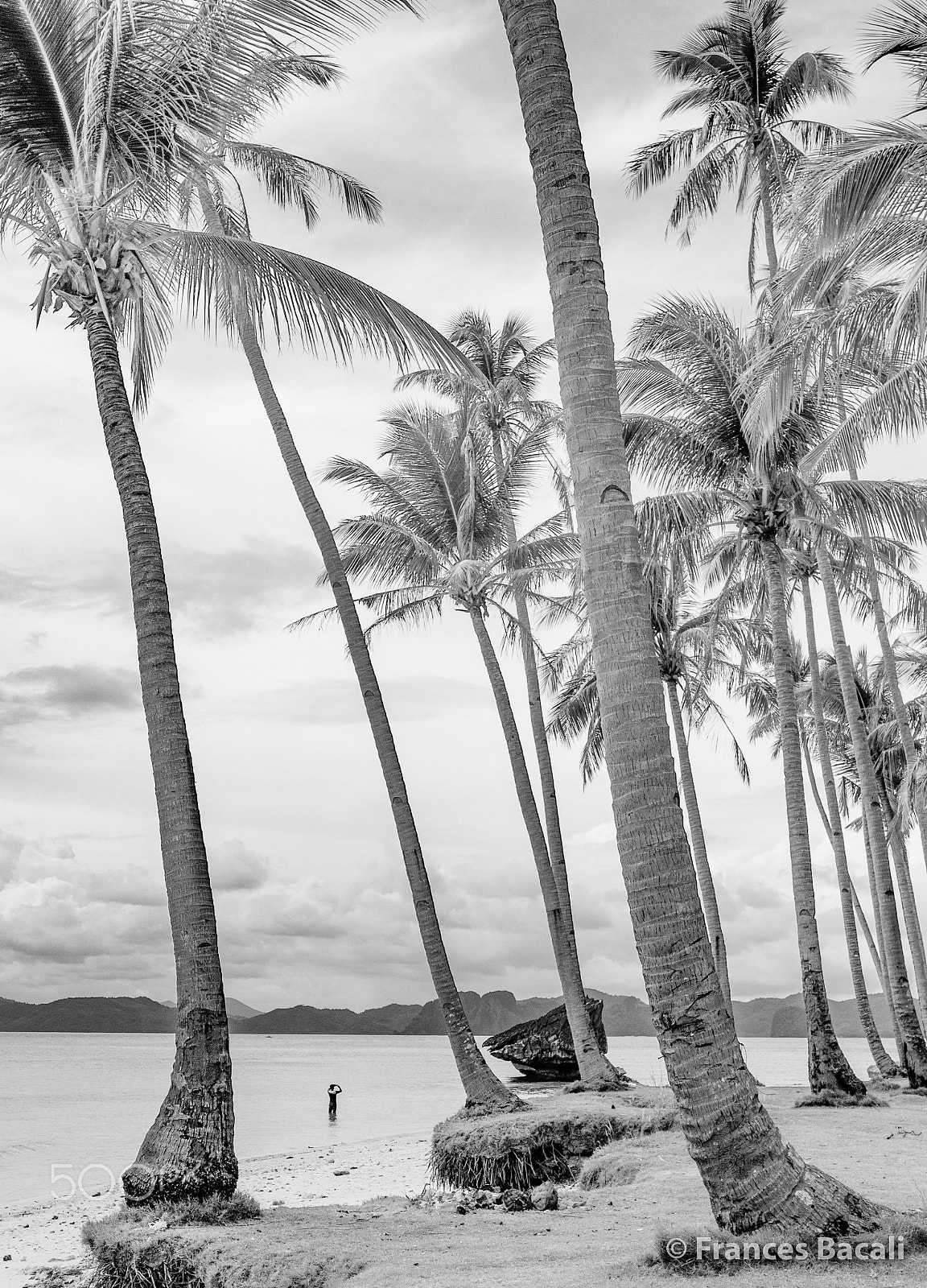 Sigma 18-35mm f/1.8 DC HSM sample photo. Summer and coconut trees photography