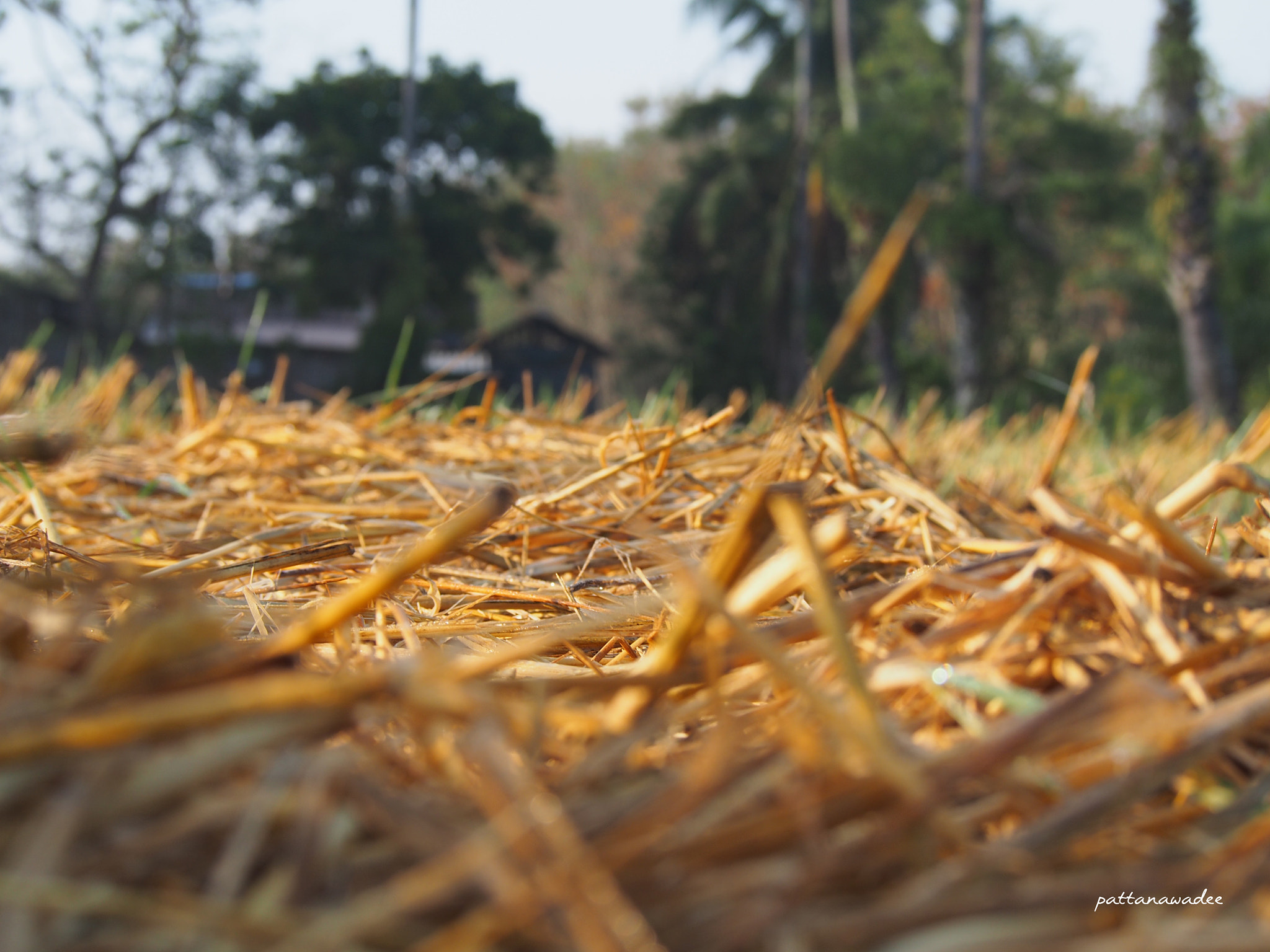 Olympus PEN E-P5 sample photo. Rice stubble photography