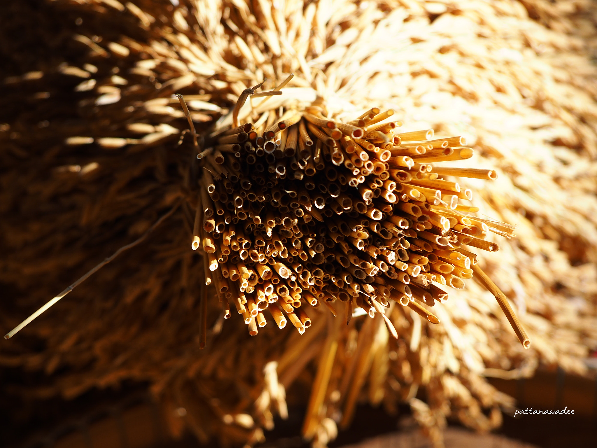 Olympus PEN E-P5 sample photo. Rice stubble..gold photography