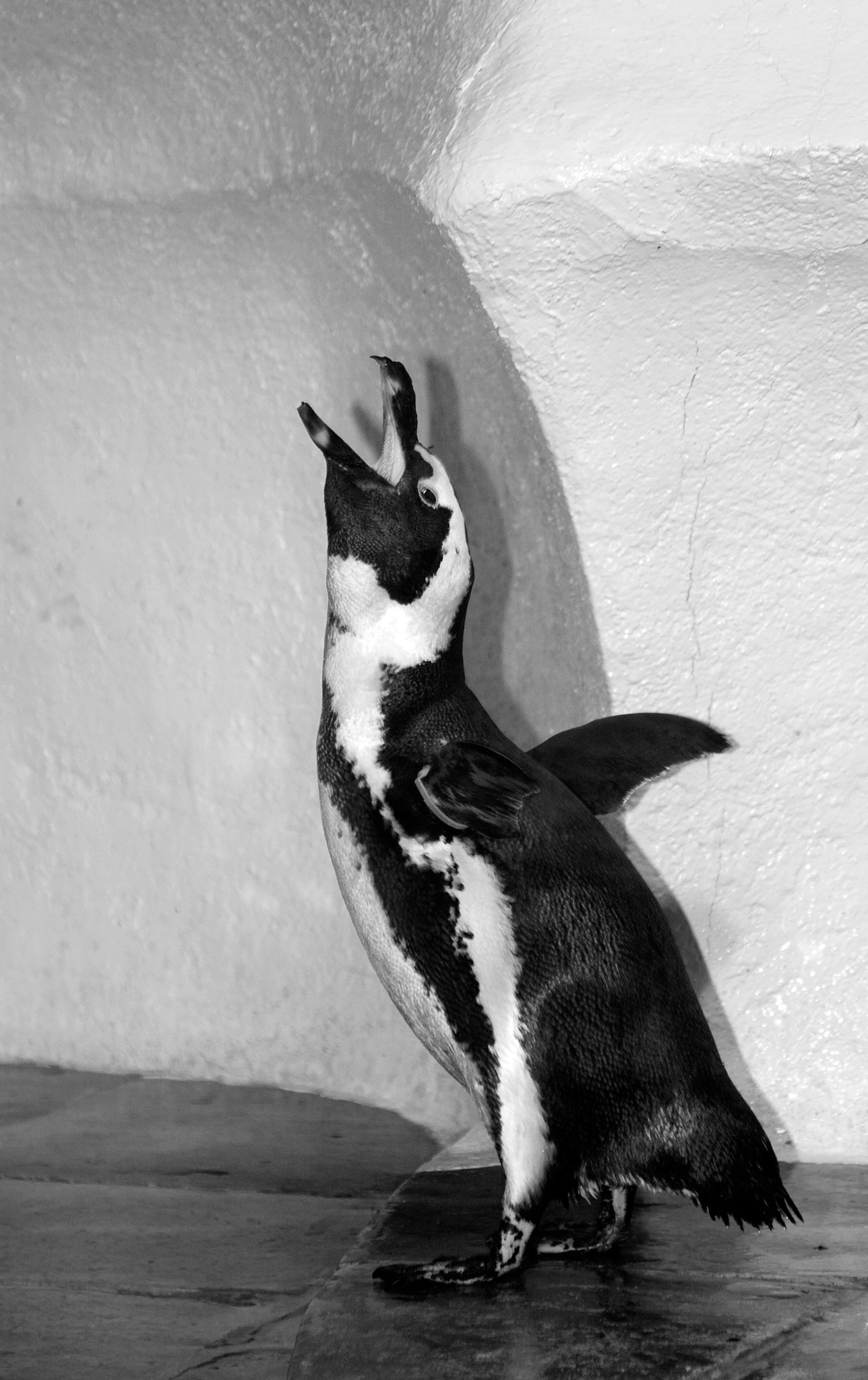Canon EOS 30D + Canon EF 24-105mm F4L IS USM sample photo. Penguin photography