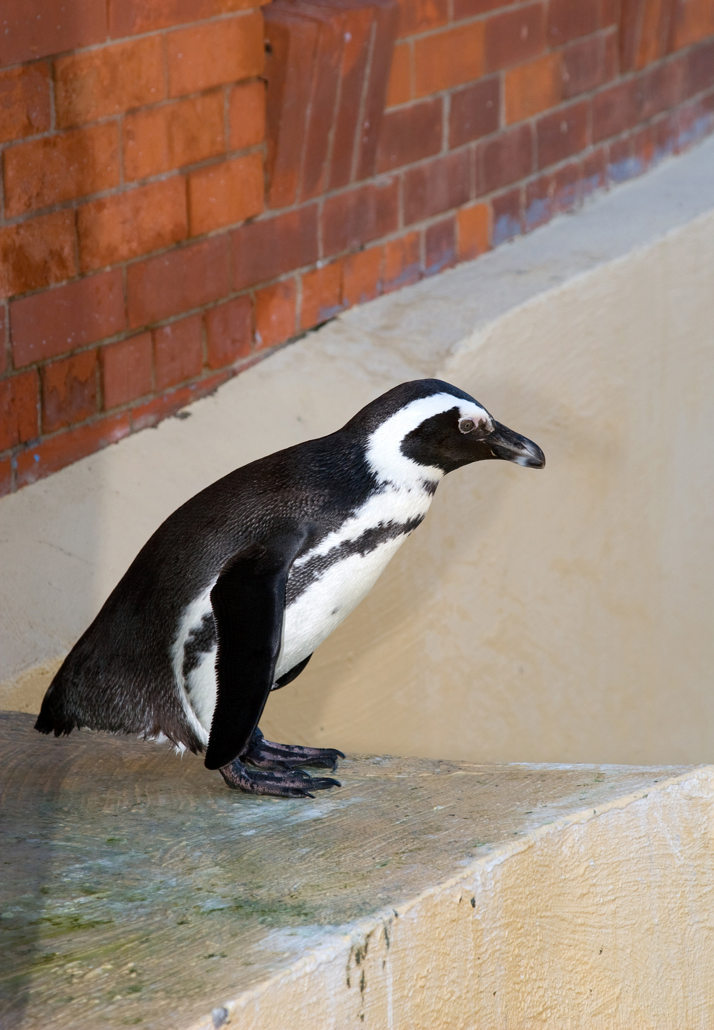 Canon EOS 30D + Canon EF 24-105mm F4L IS USM sample photo. Penguin photography
