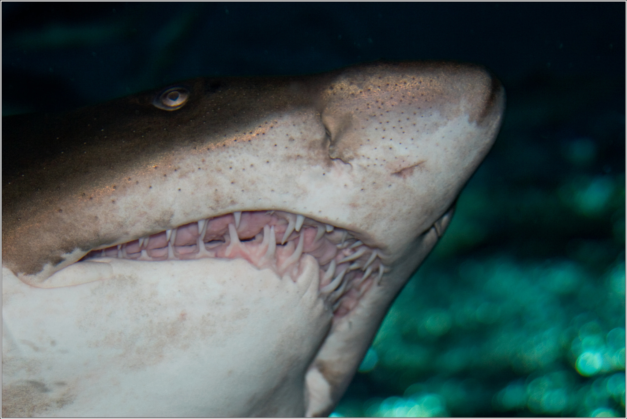 Canon EOS 30D + Canon EF 24-105mm F4L IS USM sample photo. Shark photography